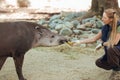 Barcelona, Ã¢â¬â¹Ã¢â¬â¹Spain, on May 2017 - Animal keeper at Barcelona Zoo taking care of the Amazonian tapir Royalty Free Stock Photo